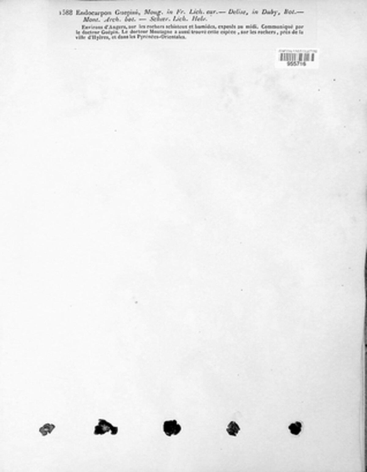 Endocarpon guepinii image
